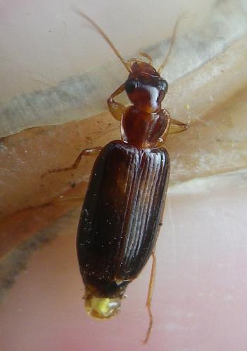 Réf. 213 585 : Dromius sp.